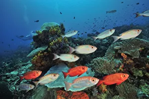 Moontail bullseye (Priacanthus hamrur) shoal over coral reef. Flores Sea, Indonesia Moontail bullseye (Priacanthus hamrur) shoal over coral reef. Flores Sea, Indonesia