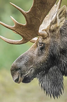 Moose (Alces alces) bull portrait, Baxter State Park, Maine, USA