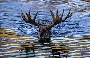 Moose (Alces alces) bull swimming in water, Baxter State Park, Maine, USA