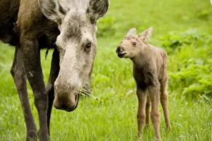 Moose (Alces alces) cow with a newborn calf. Tony Knowles Coastal Trail, Anchorage Moose (Alces alces) cow with a newborn calf. Tony Knowles Coastal Trail, Anchorage