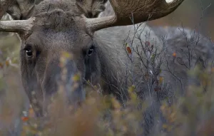 Moose (Alces americanus) close-up grazing, Denali National Park, Alaska, USA, September Moose (Alces americanus) close-up grazing, Denali National Park, Alaska, USA, September
