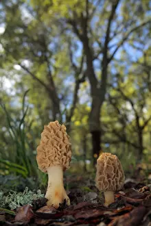 Pezizales Gallery: Morel mushroom (Morchella sp) Sierra de Grazalema Natural Park, southern Spain, May