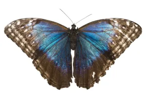 Morpho butterfly (Morpho peleides) photographed on white background. Costa Rica, March Morpho butterfly (Morpho peleides) photographed on white background. Costa Rica, March