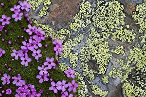 Moss campion (Silene acaulis) in flower growing on rock, Liechtenstein, June 2009 Moss campion (Silene acaulis) in flower growing on rock, Liechtenstein, June 2009