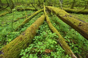 Moss covered fallen trees in old mixed conifer and broadleaf forest, Punia Forest Reserve Moss covered fallen trees in old mixed conifer and broadleaf forest, Punia Forest Reserve