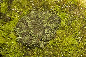 Mossy frogs (Theloderma corticale) camouflaged, captive occurs in Vietnam Mossy frogs (Theloderma corticale) camouflaged, captive occurs in Vietnam