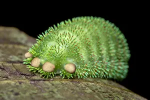 Moth caterpillar on leaf, tubercles with urticating hairs. Wuliangshan Nature Reserve Moth caterpillar on leaf, tubercles with urticating hairs. Wuliangshan Nature Reserve