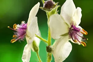 Moth mullein (Verbascum blattaria) UK, July