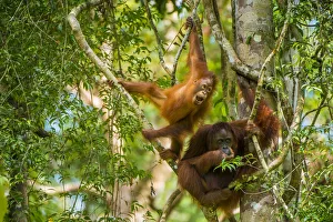 Mother and baby Bornean orangutan (Pongo pygmaeus) in trees Tanjung Puting National Park Mother and baby Bornean orangutan (Pongo pygmaeus) in trees Tanjung Puting National Park