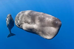 Images Dated 22nd January 2014: Mother with young calf Sperm whale (Physeter macrocephalus) Dominica, Caribbean Sea, Atlantic Ocean