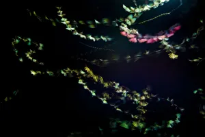 Moths (Lepidoptera) with flight trails, attracted to light during insect trapping Moths (Lepidoptera) with flight trails, attracted to light during insect trapping