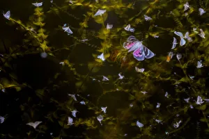 Moths (Lepidoptera) swarming with flight trails, attracted by light during insect Moths (Lepidoptera) swarming with flight trails, attracted by light during insect