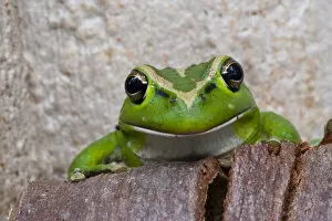 Green Treefrog Gallery: Motorbike frog (Litoria moorei) peering out from behind tree bark, Walpole