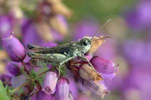 Mottled grasshopper (Myrmeleotettix maculatus) on Clustered bell heather flower mainly Mottled grasshopper (Myrmeleotettix maculatus) on Clustered bell heather flower mainly