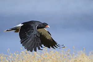 Mountain Caracara (Phalcoboenus megalopterus) taking off, Laguna Canapa, Altiplano Mountain Caracara (Phalcoboenus megalopterus) taking off, Laguna Canapa, Altiplano