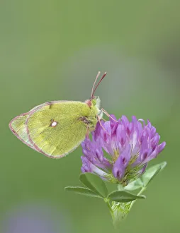 Mountain clouded butterfly (Colias phicomone) on clover flower, Stelvo Pass, Alps, Italy Mountain clouded butterfly (Colias phicomone) on clover flower, Stelvo Pass, Alps, Italy