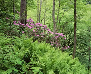 Images Dated 3rd November 2009: Mountain forest with flowering Rhododendron, Mtirala National Park, Georgia, May 2008