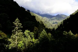 Mountain forests where the Yunnan snub-nosed monkey (Rhinopithecus bieti) lives, Yunnan Mountain forests where the Yunnan snub-nosed monkey (Rhinopithecus bieti) lives, Yunnan