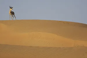 Mountain gazelle (Gazella gazella) standing on sand dune Mountain gazelle (Gazella gazella) standing on sand dune
