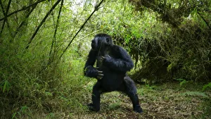 Mountain gorilla (Gorilla berengei), aggressive young male from Titus Group, Visoke Mountain gorilla (Gorilla berengei), aggressive young male from Titus Group, Visoke