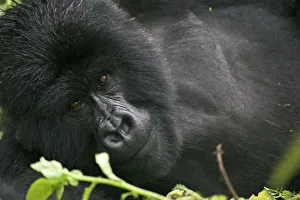 Mountain gorilla {Gorilla berengei berengei} lying down portrait, Parc des Volcans NP Mountain gorilla {Gorilla berengei berengei} lying down portrait, Parc des Volcans NP