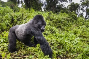 Mountain gorilla (Gorilla beringei) male silverback walking past, Susa group, Volcanoes Mountain gorilla (Gorilla beringei) male silverback walking past, Susa group, Volcanoes