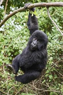 Mountain gorilla (Gorilla beringei) juvenile aged 2 years, hanging from branch, member Mountain gorilla (Gorilla beringei) juvenile aged 2 years, hanging from branch, member