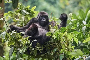 Mountain gorilla (Gorilla beringei) mother with one month baby feeding in tree Mountain gorilla (Gorilla beringei) mother with one month baby feeding in tree