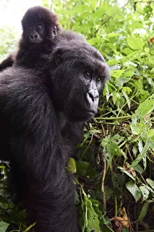 Mountain gorilla (Gorilla beringei beringei) female carrying baby on her back, member Mountain gorilla (Gorilla beringei beringei) female carrying baby on her back, member