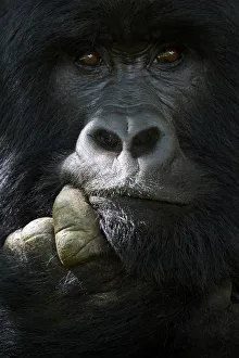 Mountain gorilla (Gorilla beringei beringei) silverback male, portrait, member of Mountain gorilla (Gorilla beringei beringei) silverback male, portrait, member of