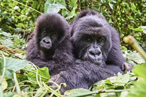 Hominoidea Gallery: Mountain gorilla (Gorilla beringei beringei) female resting with her baby, members