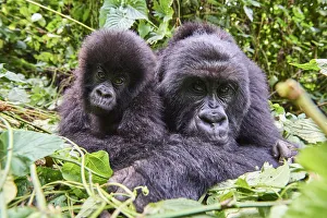 Mountain gorilla (Gorilla beringei beringei) female resting with her baby, members Mountain gorilla (Gorilla beringei beringei) female resting with her baby, members
