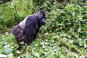 Mountain gorilla (Gorilla beringei beringei) silverback male Humba with Mountain gorilla (Gorilla beringei beringei) silverback male Humba with