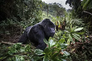 Hominoidea Gallery: Mountain gorilla (Gorilla beringei beringei), dominant silverback in forest clearing