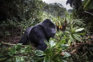 Mountain gorilla (Gorilla beringei beringei), dominant silverback in forest clearing Mountain gorilla (Gorilla beringei beringei), dominant silverback in forest clearing