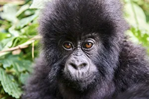 Mountain gorilla (Gorilla beringei beringei) baby, portrait, member of the Humba group Mountain gorilla (Gorilla beringei beringei) baby, portrait, member of the Humba group