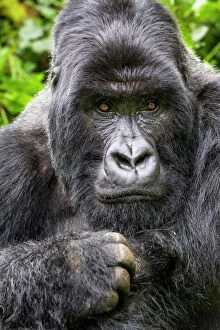 Threatened Gallery: Mountain gorilla (Gorilla gorilla beringei) silverback Gihishamwotsi displaying, non group dominant