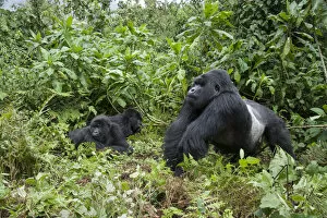 Images Dated 19th October 2012: Mountain Gorilla (Gorilla gorilla beringei) silverback with family in background