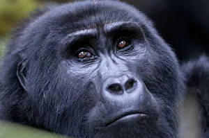Mountain gorilla portrait (Gorilla gorilla), Bwindi Impenetrable Forest, Uganda Mountain gorilla portrait (Gorilla gorilla), Bwindi Impenetrable Forest, Uganda