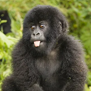 Mountain gorillas (Gorilla beringei beringei) baby sticking out tongue, Volcanoes Mountain gorillas (Gorilla beringei beringei) baby sticking out tongue, Volcanoes