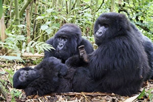 Hominoidea Gallery: Mountain gorillas (Gorilla gorilla beringei) grooming, members of the Munyaga group