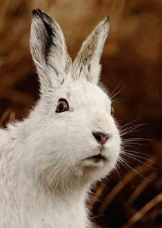 Images Dated 1st August 2011: Mountain hare (Lepus timidus) alert portrait in white winter coat, Monadhliath Mountains