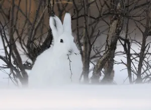 Mountain Hare (Lepus timidus) feeding. Kronotsky Zapovednik Nature Reserve, Kamchatka Peninsula Mountain Hare (Lepus timidus) feeding. Kronotsky Zapovednik Nature Reserve, Kamchatka Peninsula