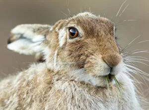 Images Dated 20th April 2014: Mountain hare (Lepus timidus) feeding on fresh green shoots, Scotland, UK, April
