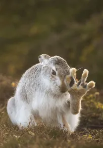 Mountain hare (Lepus timidus) grooming itself, with back foot raised, Cairngorms National Mountain hare (Lepus timidus) grooming itself, with back foot raised, Cairngorms National