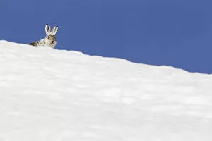 Images Dated 7th April 2010: Mountain hare (Lepus timidus) with partial winter coat, head peering over a snow-covered skyline