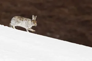 Mountain hare (Lepus timidus) with partial winter coat, running down a snow-covered Mountain hare (Lepus timidus) with partial winter coat, running down a snow-covered