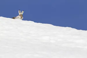 Mountain hare (Lepus timidus) with partial winter coat, head peering over a snow-covered skyline Mountain hare (Lepus timidus) with partial winter coat, head peering over a snow-covered skyline
