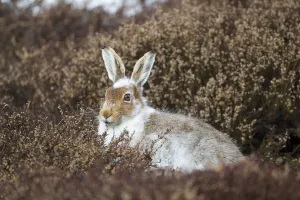 Images Dated 8th April 2010: Mountain hare (Lepus timidus) with partial winter coat, sitting amongst heather (Ericaceae sp)
