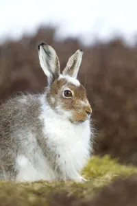 Images Dated 8th April 2010: Mountain hare (Lepus timidus) with partial winter coat, Scotland, UK, April